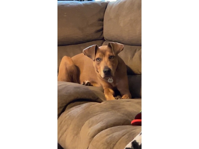 Pet Photo