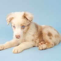 Lost Pet Image
