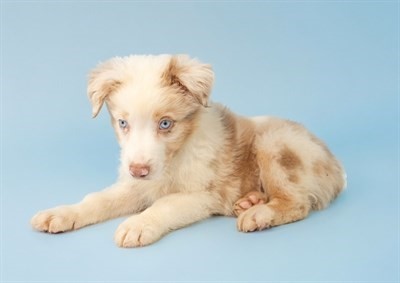 Pet Photo