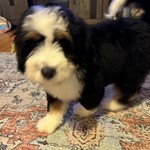 Mowgli, Bernedoodle, lost pet near New Smyrna Beach, FL