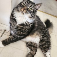 Lost Pet Image