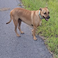 Lost Pet Image