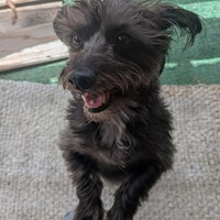 Lost Pet Image