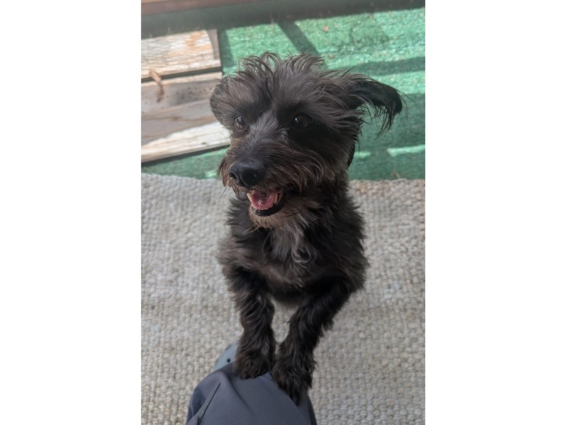 Pet Photo