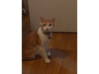 Lost Pet Image