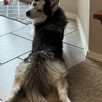Lost Pet Image