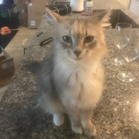 Lost Pet Image