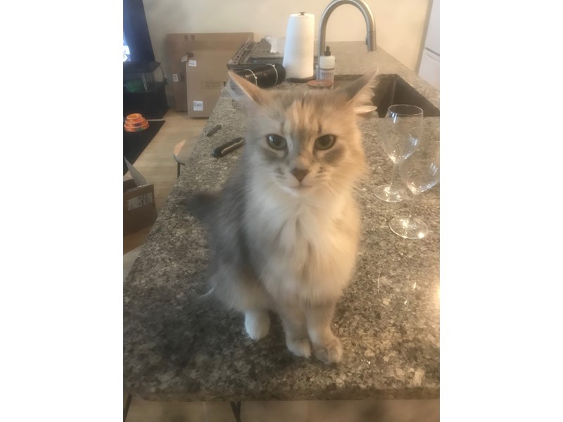 Pet Photo