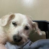 Lost Pet Image