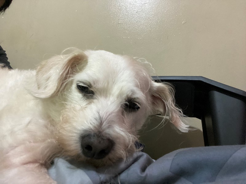 Pet Photo