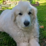 Zelda, Great Pyrenees, lost pet near Whitingham, VT