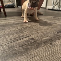 Lost Pet Image