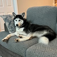 Lost Pet Image