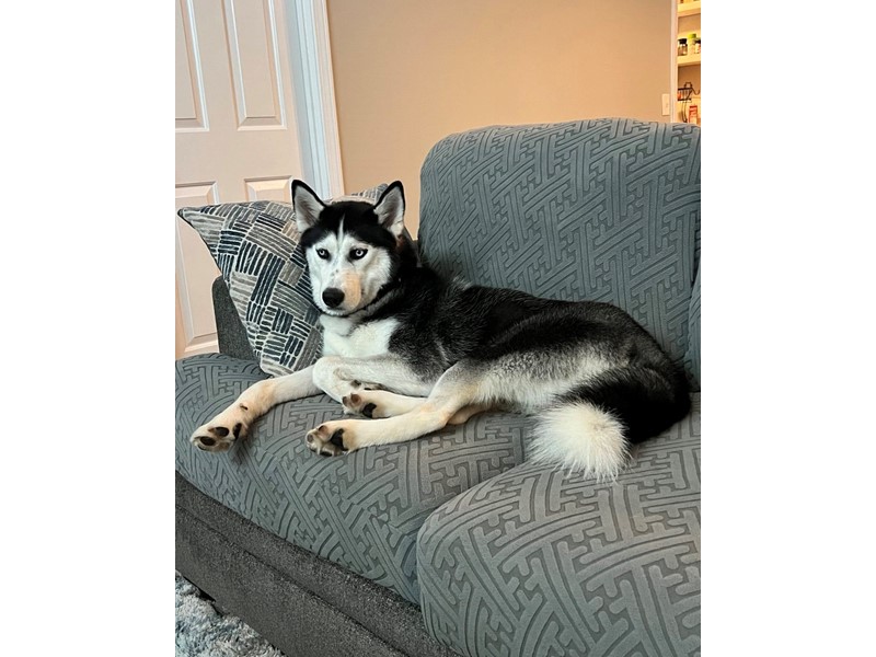 Pet Photo