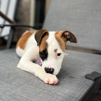 Lost Pet Image