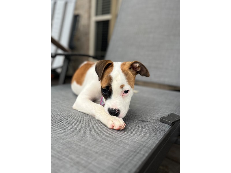 Pet Photo