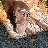 Lost Pet Image