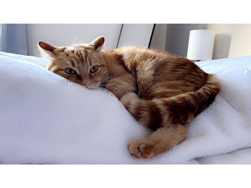 Pet Photo
