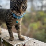 Dean, American Grey Cat, lost pet near LRAFB, AR
