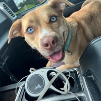Lost Pet Image