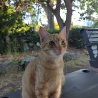 Lost Pet Image