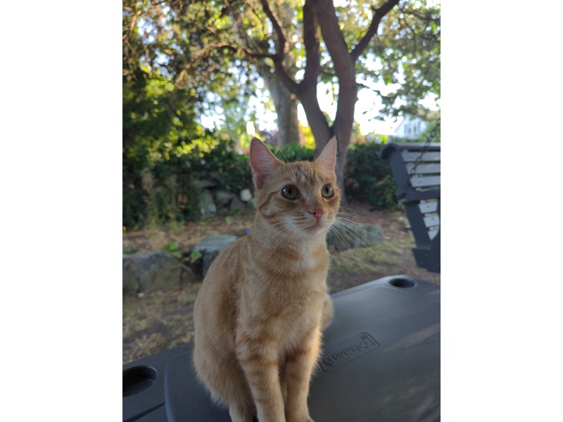 Pet Photo