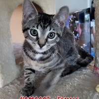 Lost Pet Image