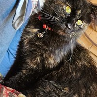 Lost Pet Image