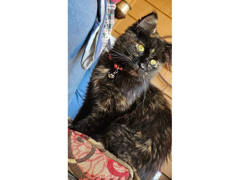 Pet Photo
