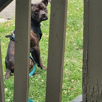 Lost Pet Image