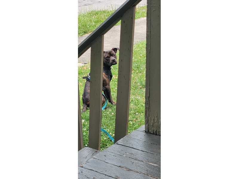 Pet Photo