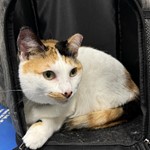 Joji, Calico, lost pet near Keller, TX