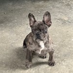 Bogey, French Bulldog, lost pet near Batesville, AR