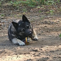 Lost Pet Image