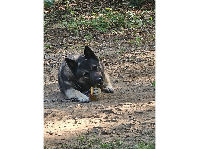 Pet Photo