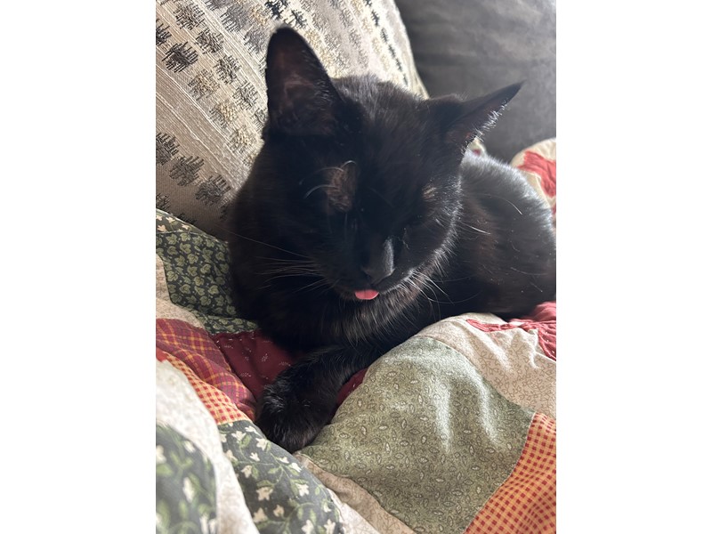 Pet Photo