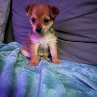 Lost Pet Image