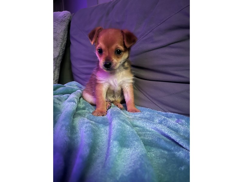 Pet Photo