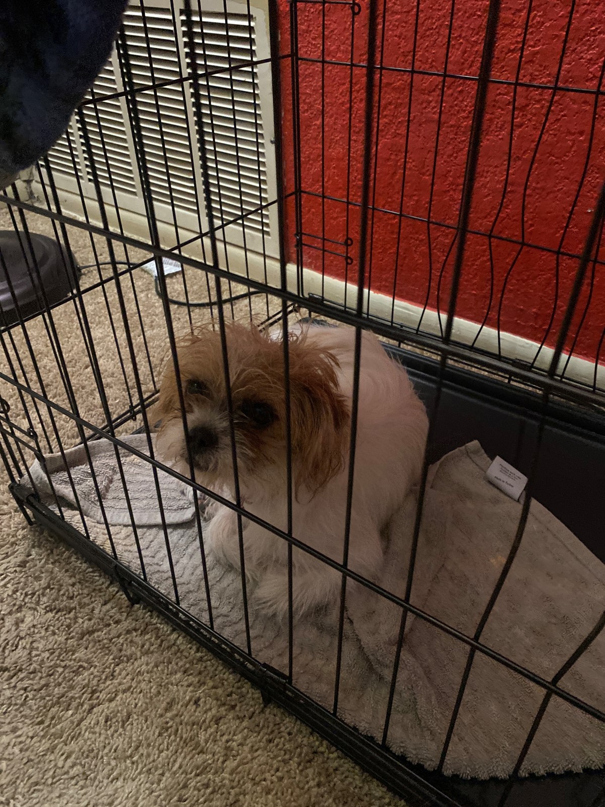 Leah is missing in San Antonio, Texas 78251 Petkey