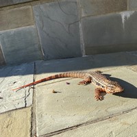Lost Pet Image