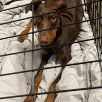 Lost Pet Image