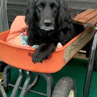 Lost Pet Image