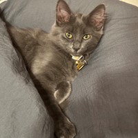 Lost Pet Image