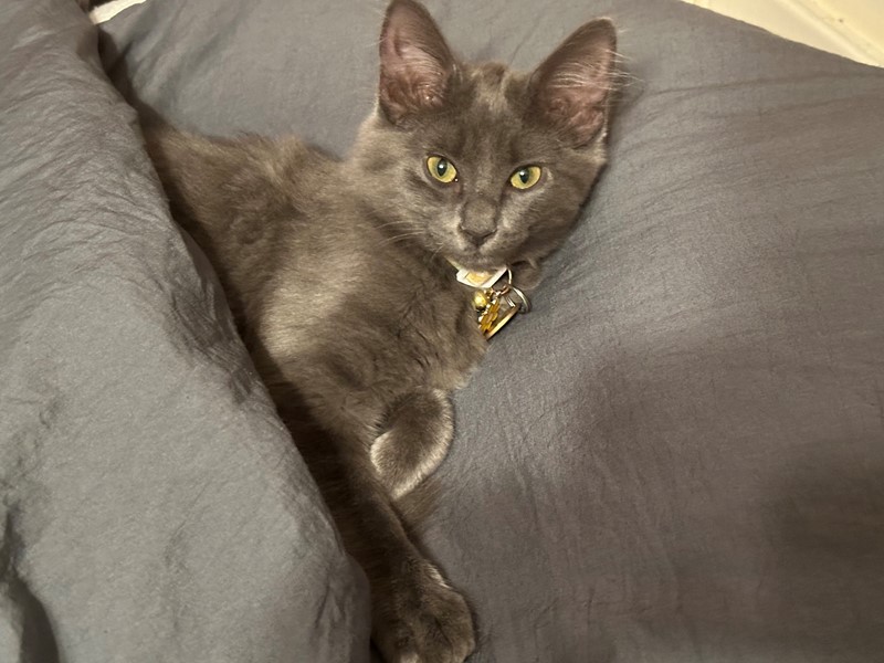 Pet Photo