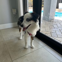 Lost Pet Image