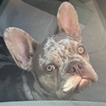 Max, French Bulldog, lost pet near Slaton, TX