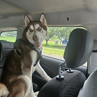 Lost Pet Image