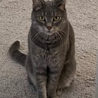 Lost Pet Image