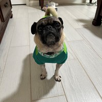 Lost Pet Image