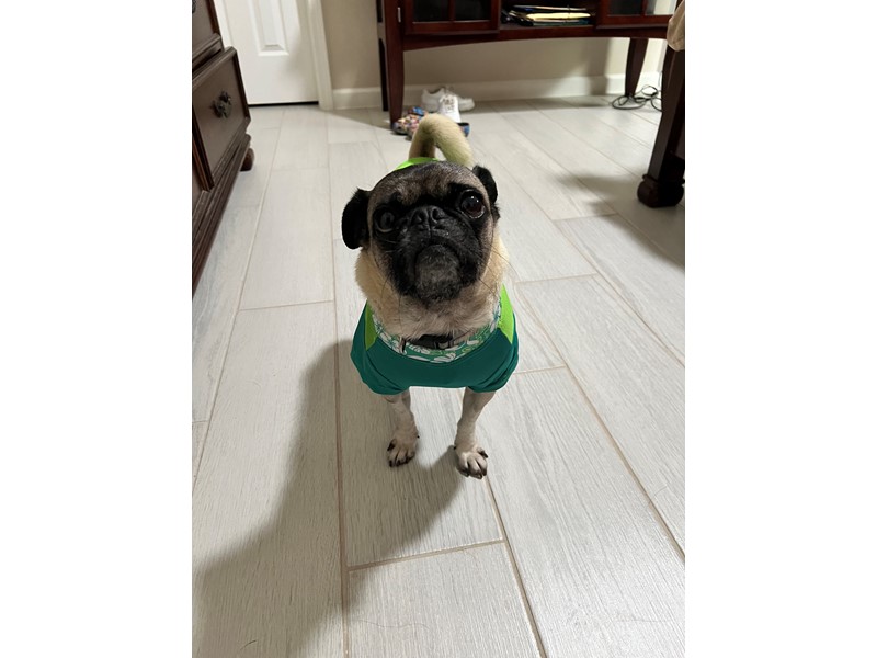 Pet Photo